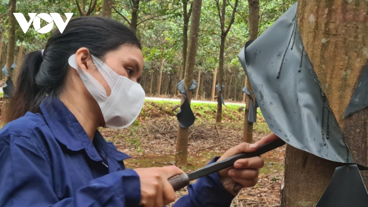 Mủ cao su tăng giá, nông dân và công nhân phấn khởi